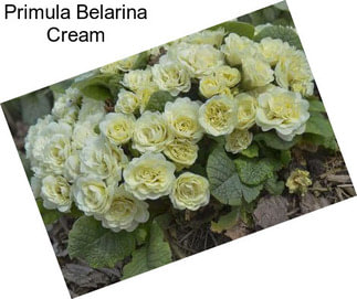 Primula Belarina Cream