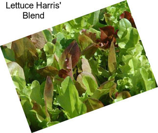 Lettuce Harris\' Blend