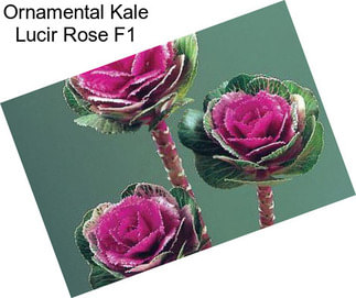 Ornamental Kale Lucir Rose F1