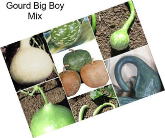 Gourd Big Boy Mix
