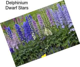 Delphinium Dwarf Stars