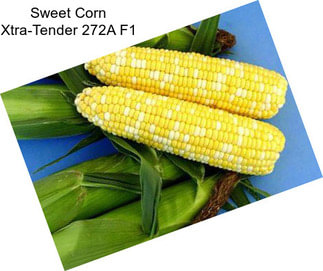 Sweet Corn Xtra-Tender 272A F1