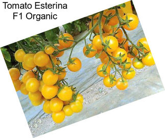 Tomato Esterina F1 Organic