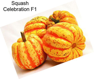 Squash Celebration F1