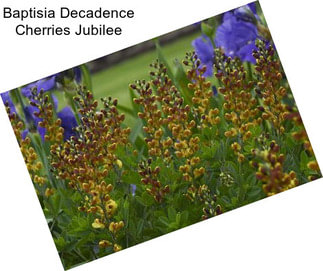 Baptisia Decadence Cherries Jubilee