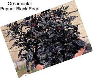 Ornamental Pepper Black Pearl