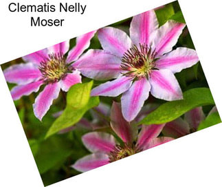 Clematis Nelly Moser