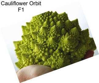 Cauliflower Orbit F1