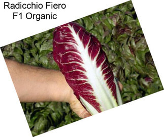 Radicchio Fiero F1 Organic