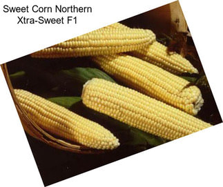 Sweet Corn Northern Xtra-Sweet F1