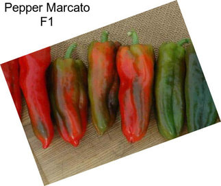Pepper Marcato F1