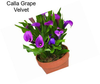 Calla Grape Velvet