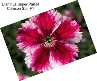 Dianthus Super Parfait Crimson Star F1