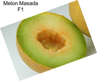 Melon Masada F1