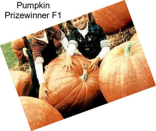 Pumpkin Prizewinner F1