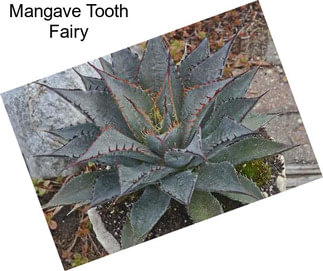 Mangave Tooth Fairy