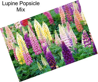 Lupine Popsicle Mix