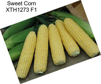 Sweet Corn XTH1273 F1