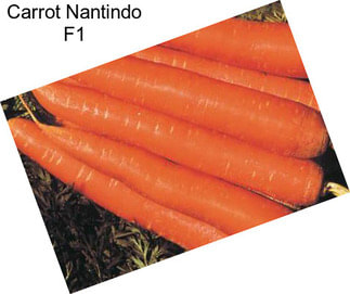 Carrot Nantindo F1