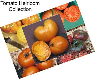Tomato Heirloom Collection