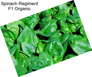 Spinach Regiment F1 Organic