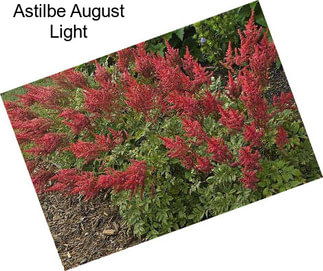 Astilbe August Light