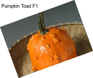 Pumpkin Toad F1