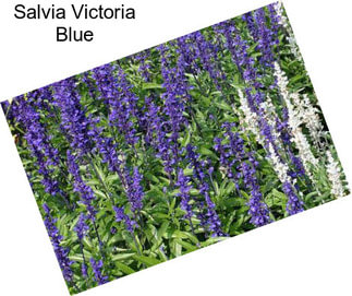 Salvia Victoria Blue