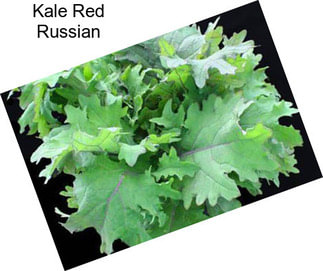 Kale Red Russian