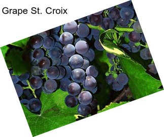 Grape St. Croix