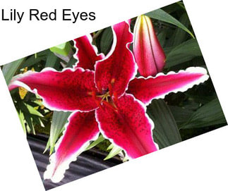 Lily Red Eyes