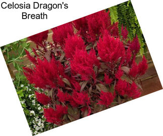 Celosia Dragon\'s Breath