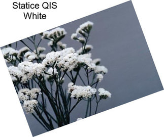 Statice QIS White