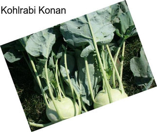 Kohlrabi Konan