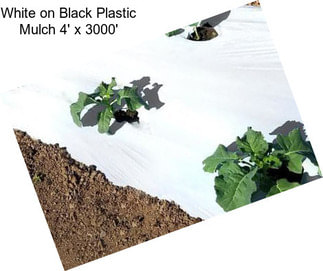 White on Black Plastic Mulch 4\' x 3000\'