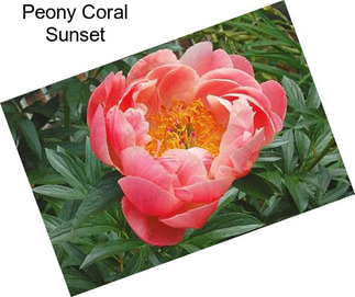 Peony Coral Sunset