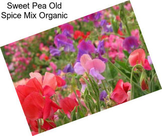 Sweet Pea Old Spice Mix Organic