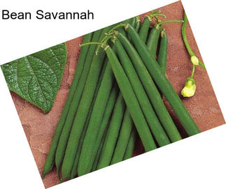 Bean Savannah