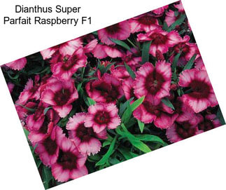 Dianthus Super Parfait Raspberry F1