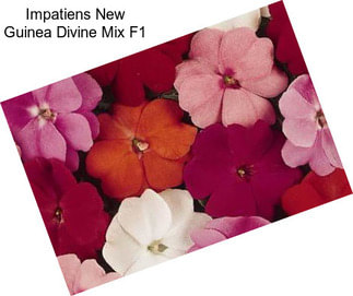 Impatiens New Guinea Divine Mix F1