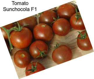 Tomato Sunchocola F1
