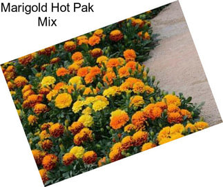 Marigold Hot Pak Mix