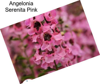 Angelonia Serenita Pink