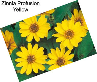 Zinnia Profusion Yellow