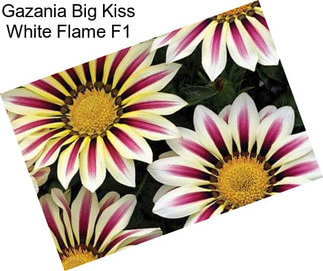 Gazania Big Kiss White Flame F1