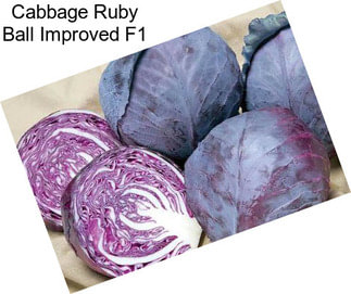 Cabbage Ruby Ball Improved F1