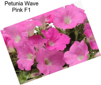 Petunia Wave Pink F1