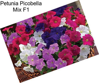 Petunia Picobella Mix F1