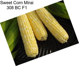 Sweet Corn Mirai 308 BC F1