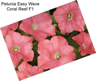 Petunia Easy Wave Coral Reef F1
